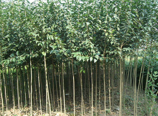 大葉女貞樹(shù)什么時(shí)候種植成活率更高？